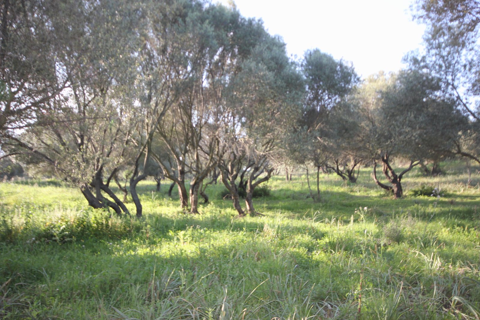 PARC
